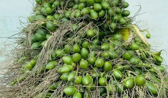 Quả cau