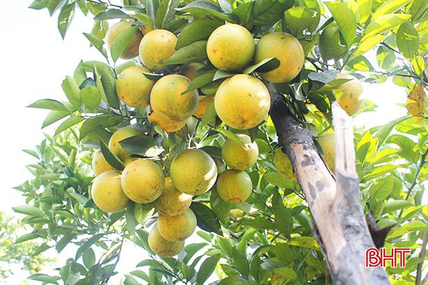 Cam khe mây Long Nhâm
